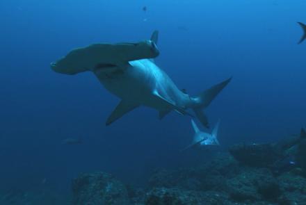 Le requin marteau